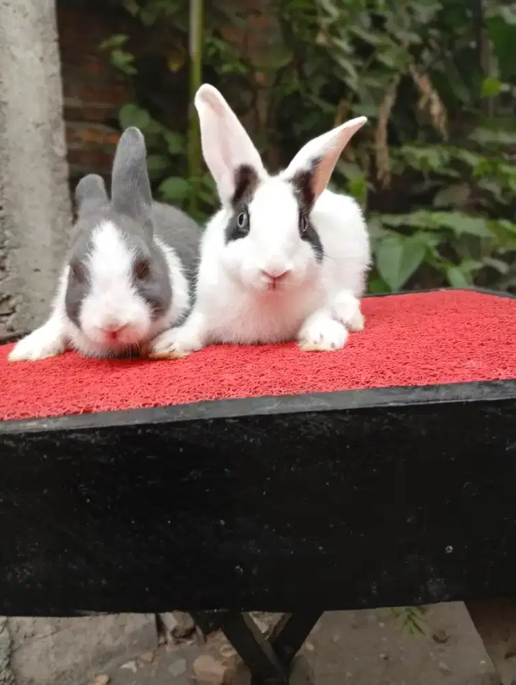 Kelinci dutch lucu