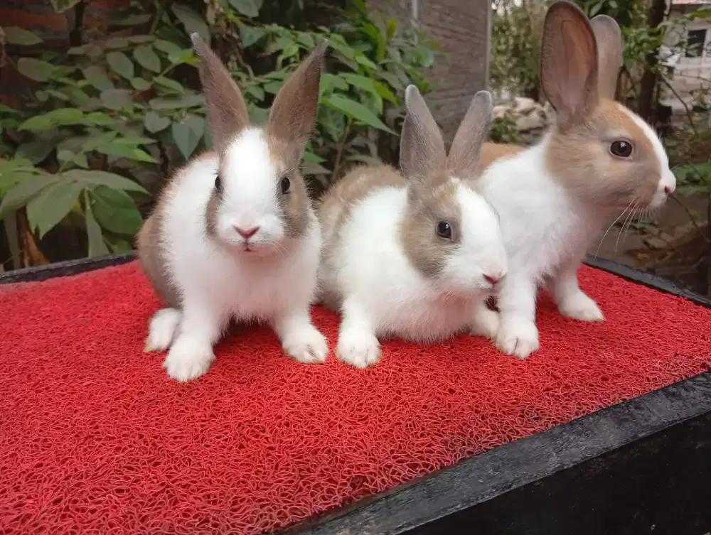 Anakan kelinci lucu