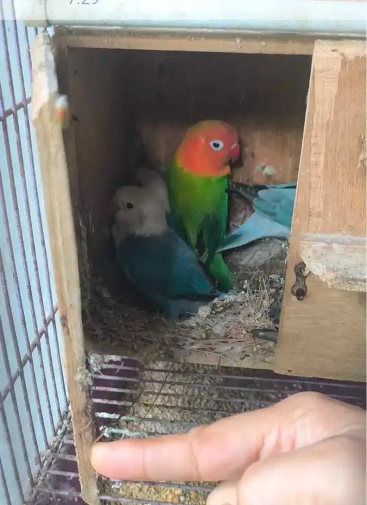 Lovebird sekeluarga 2anak plus 2induk