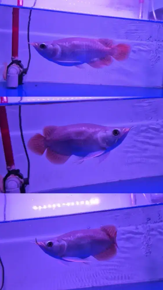 Arwana arowana sr sb itl kalbar