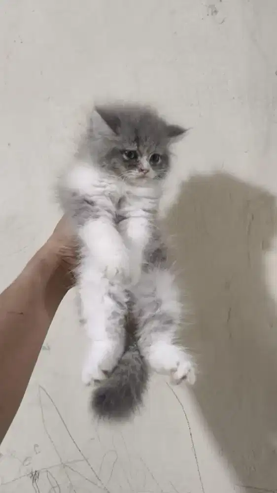 Persia abu putih