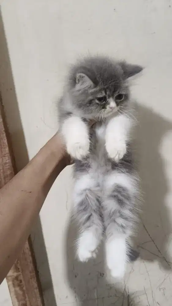 Persia abu putih tabby