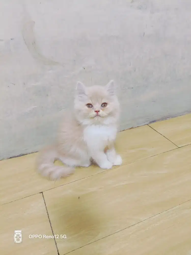 Persia flatnose krem putih