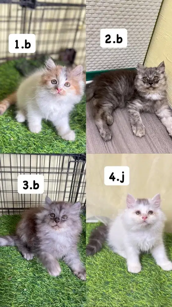 Persia super longhair warna favorite