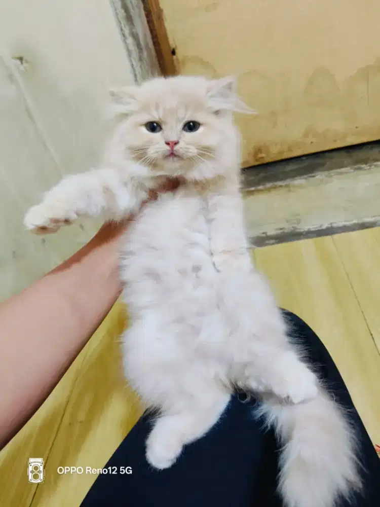 Persia krem putih