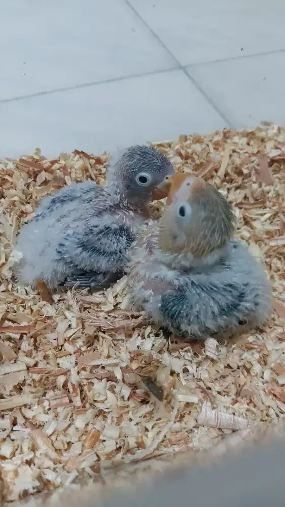 Lovebird anakan lolohan
