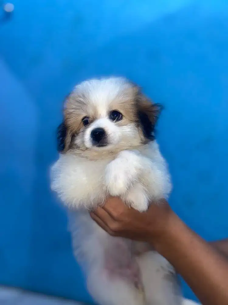 Shipo 2bulan Betina