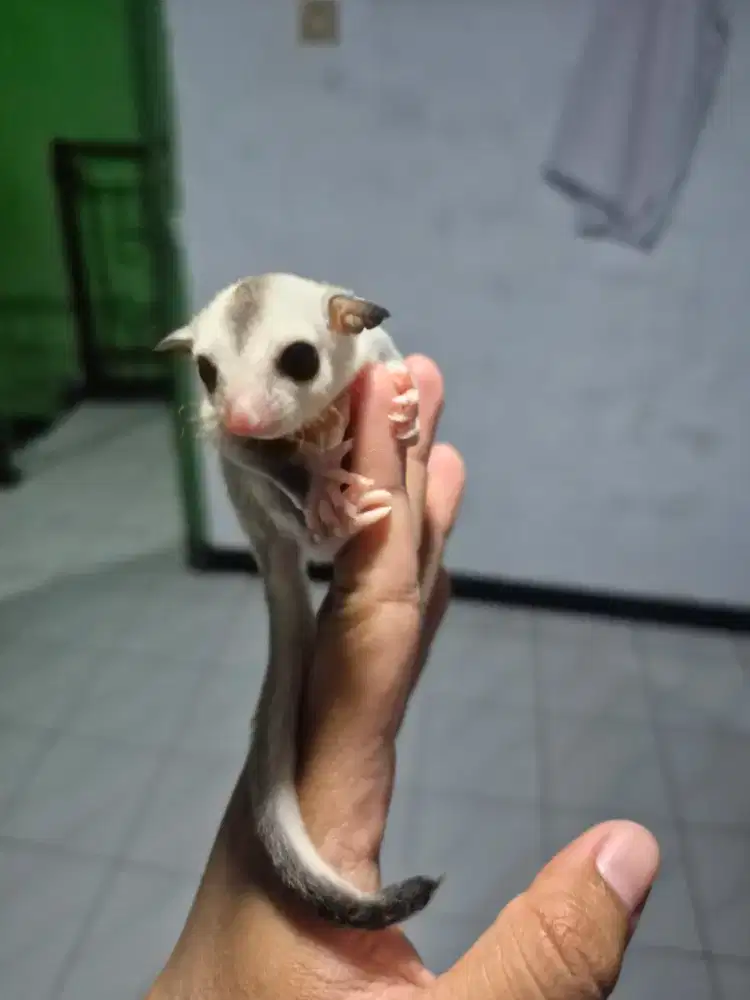 SUGAR GLIDER WHITE FACE HET CREAMINO JANTAN