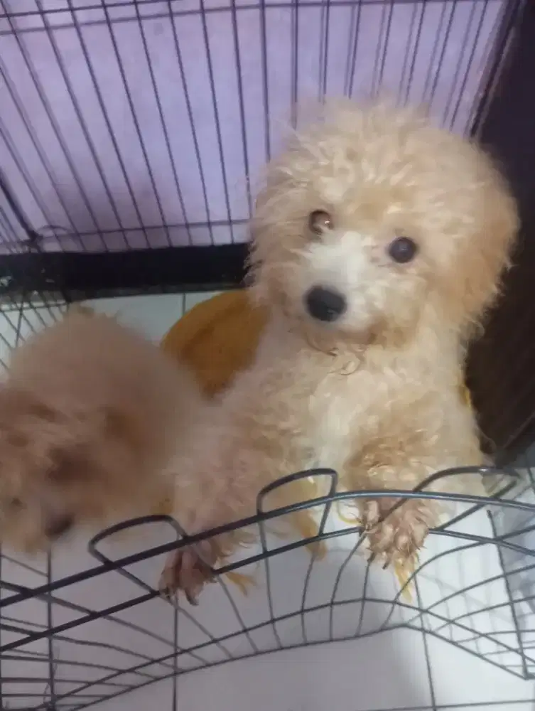 Jual cepat Poodle toy