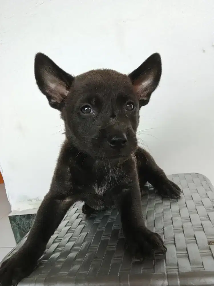 Anak anjing kintamani mix