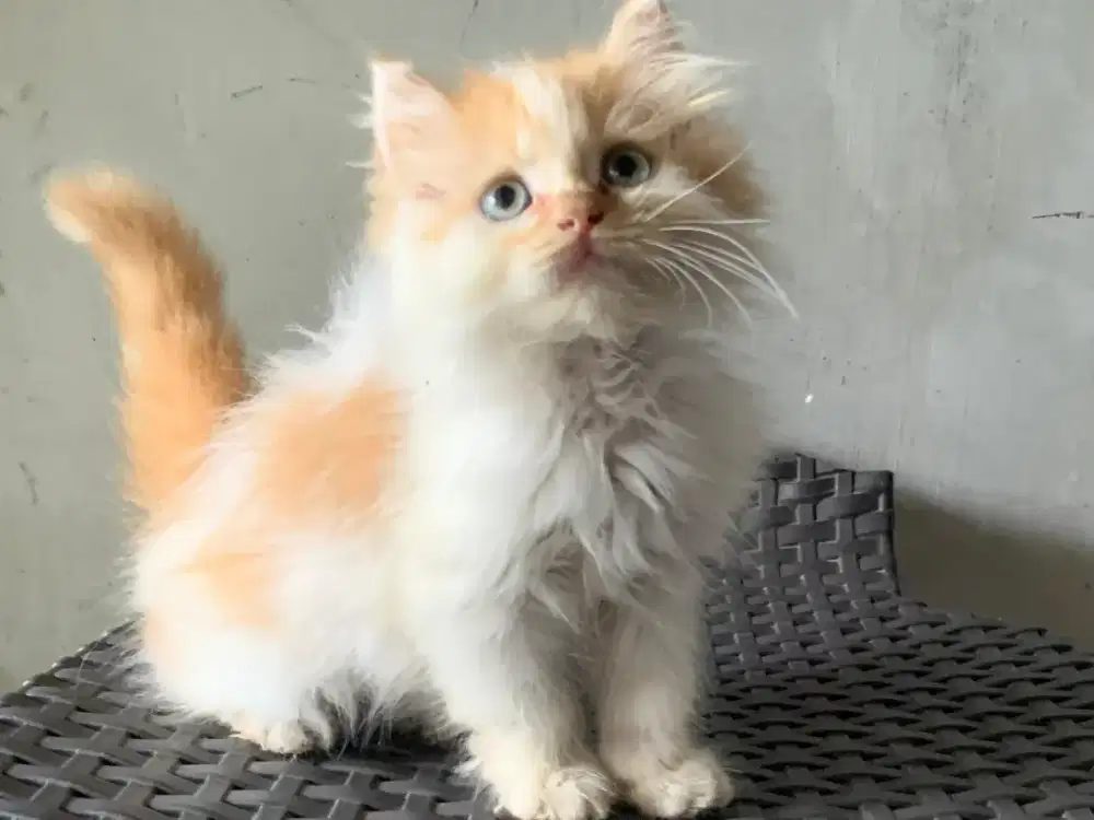 Persia kitten oren putih