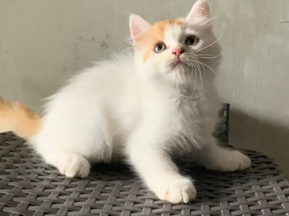 Persia kitten putih oren
