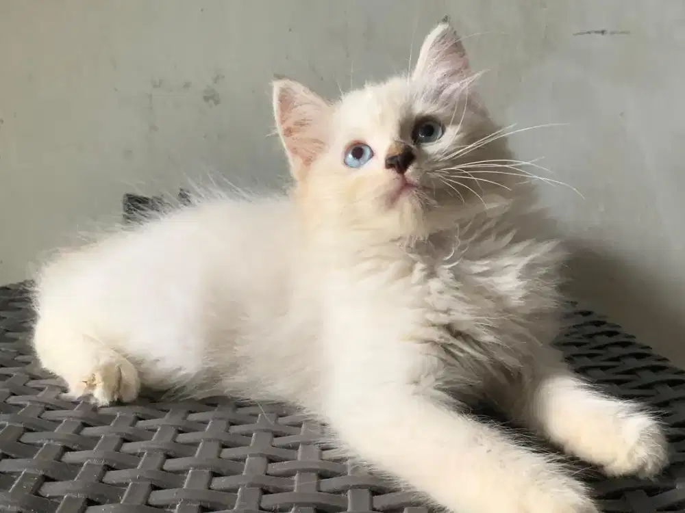 Himalaya kitten mata biru