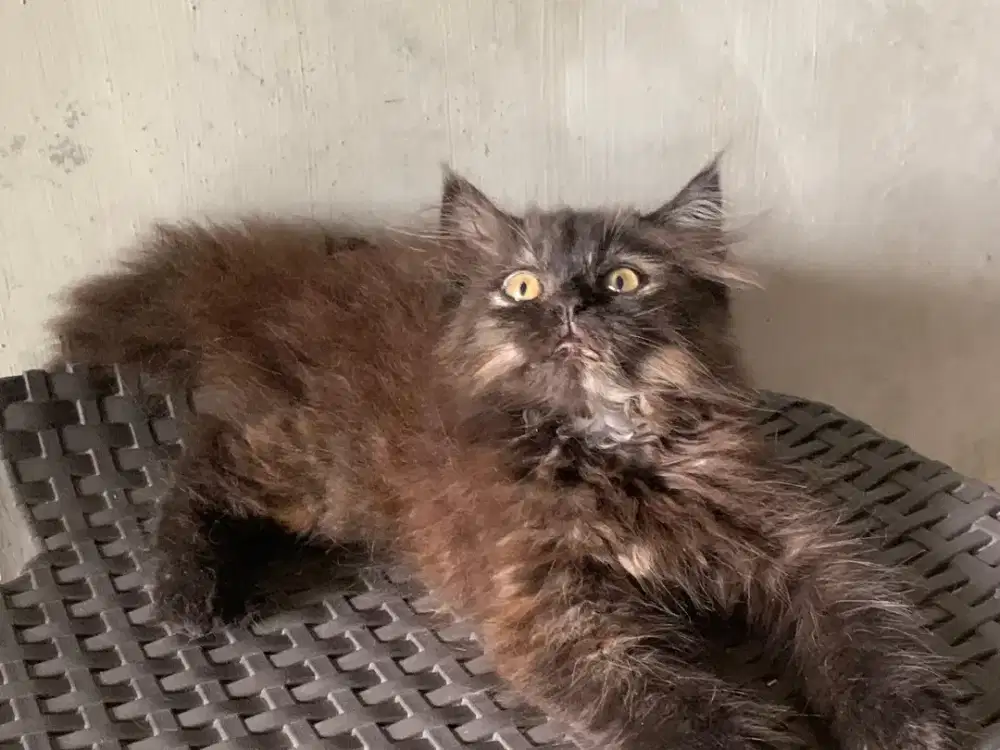 Persia kitten hitam