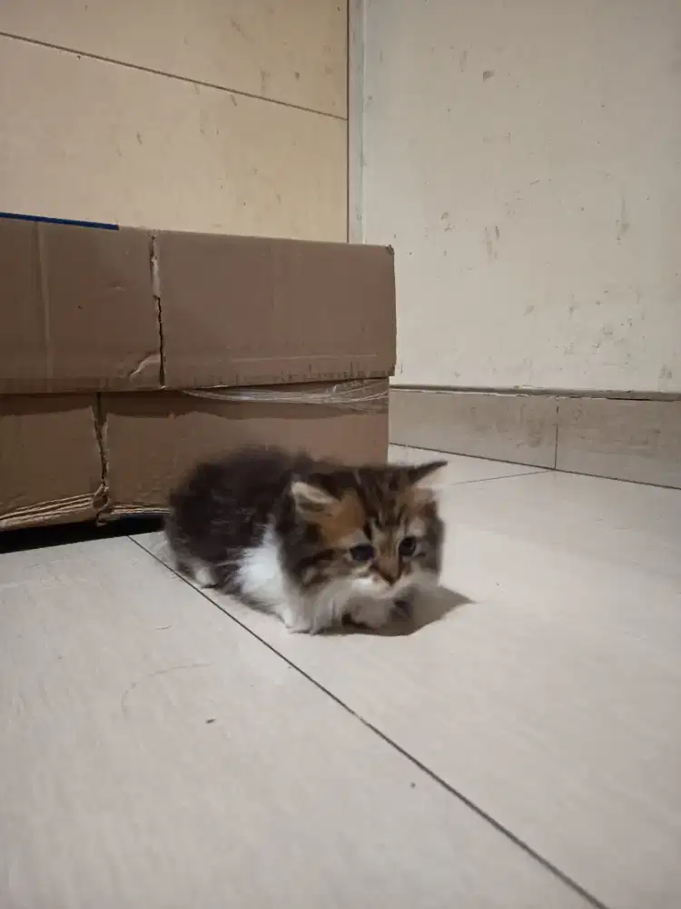 Kucing Munchkin rughugger top std betina