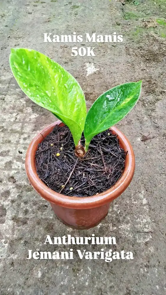 Anthurium Jemani Varigata