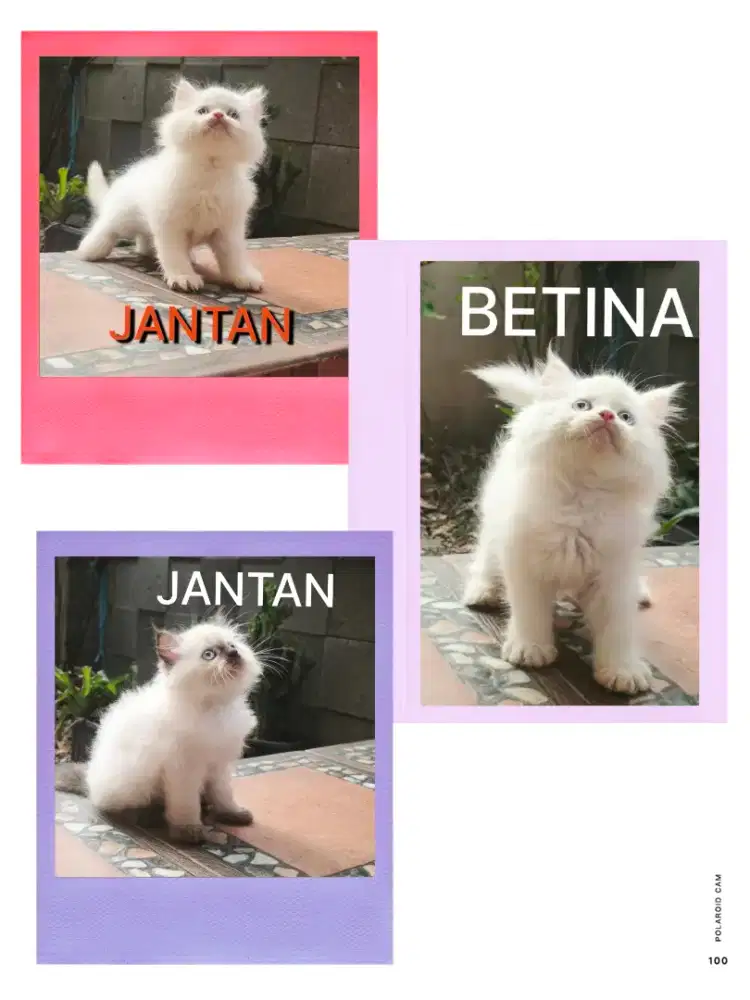 KITTEN PERSIA PEAKNOSE X HIMALAYA