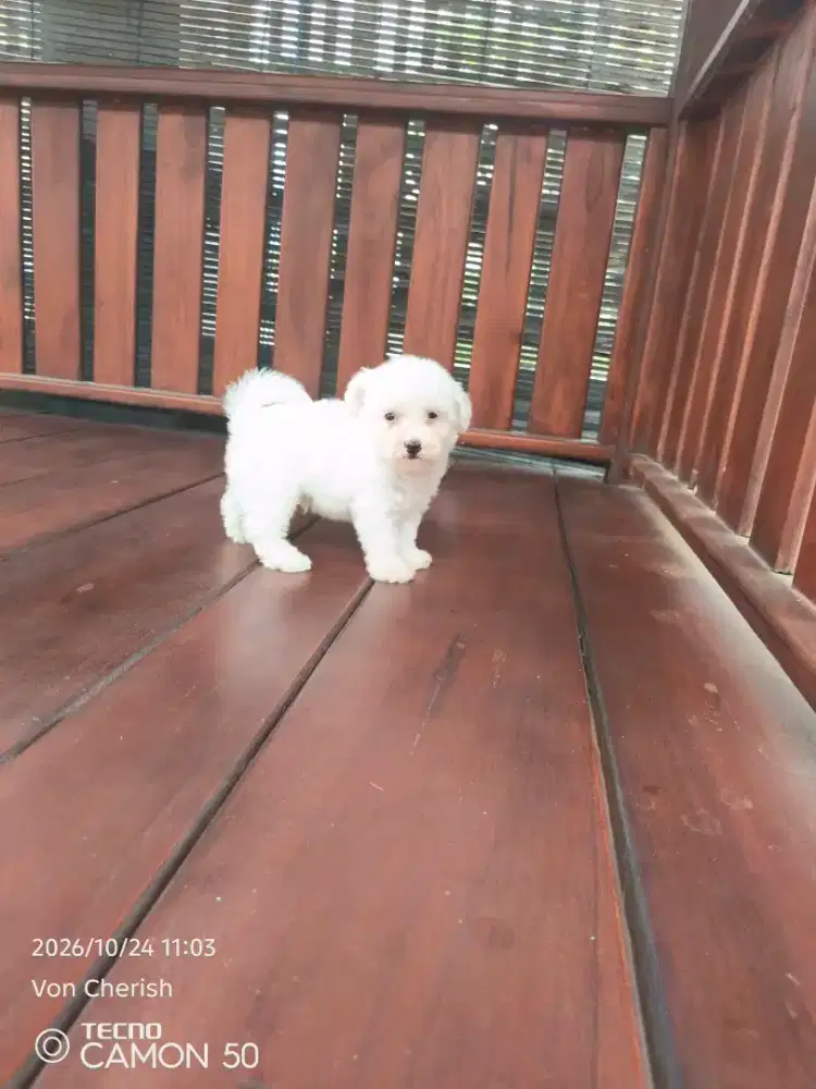 Puppy bichon frise x Shih tzu