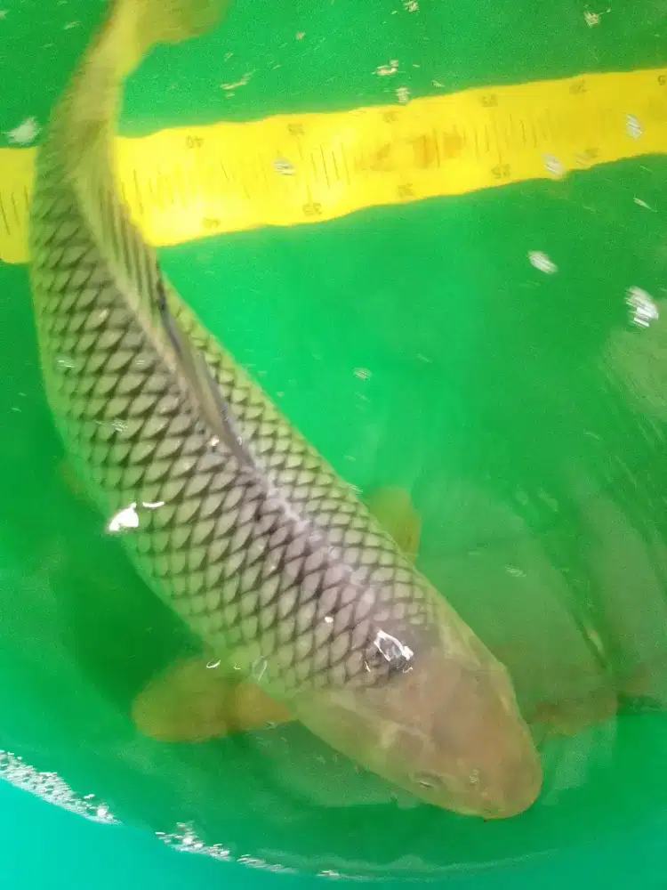 Ikan koi jenis Soragoi 45cm betina