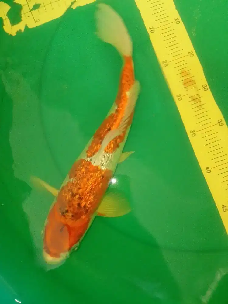 Ikan koi jenis Goshiki Ginrin 32cm
