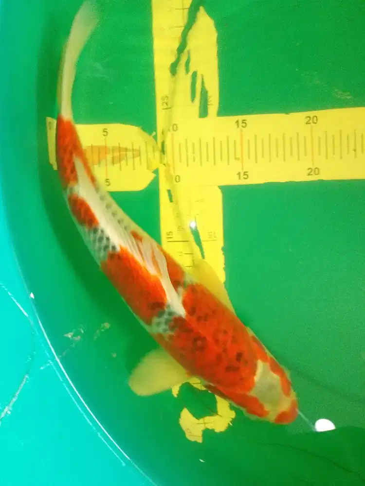 Ikan koi jenis Goshiki 37cm pola original