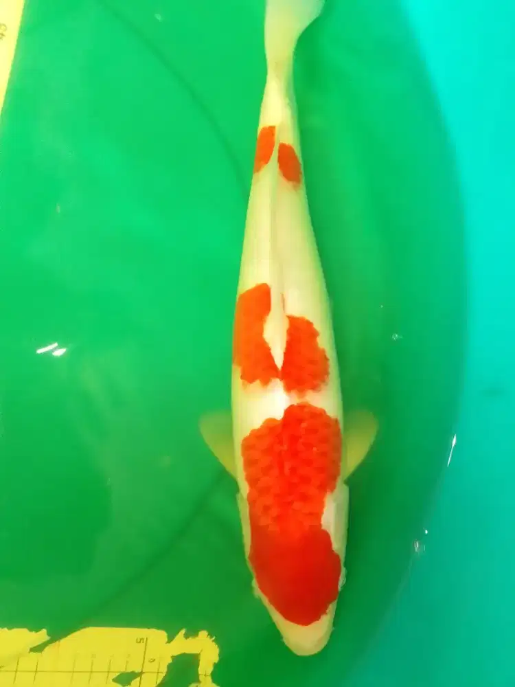 Ikan koi jenis Kohaku 41cm pola original