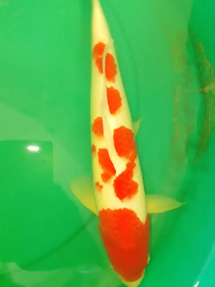 Ikan koi jenis Kohaku 38cm pola original warna merah
