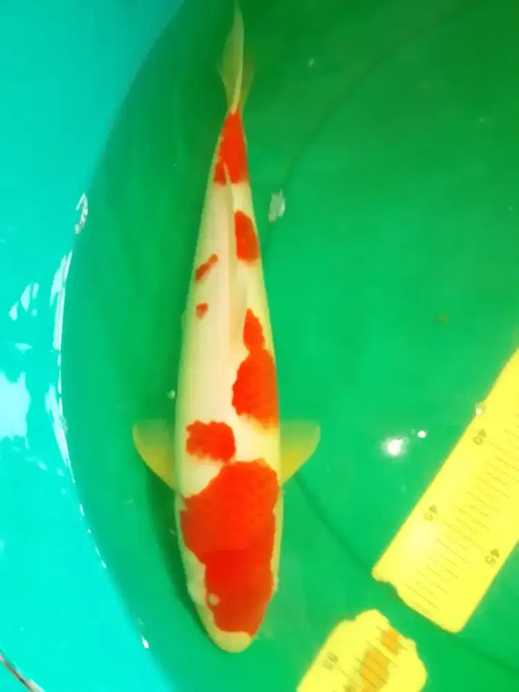 Ikan koi jenis Kohaku ukuran 40cm male