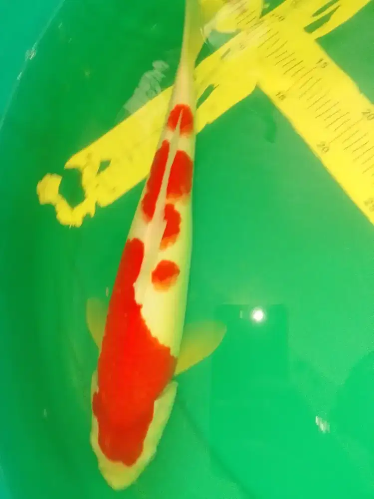 Ikan koi jenis Kohaku 36cm warna merah
