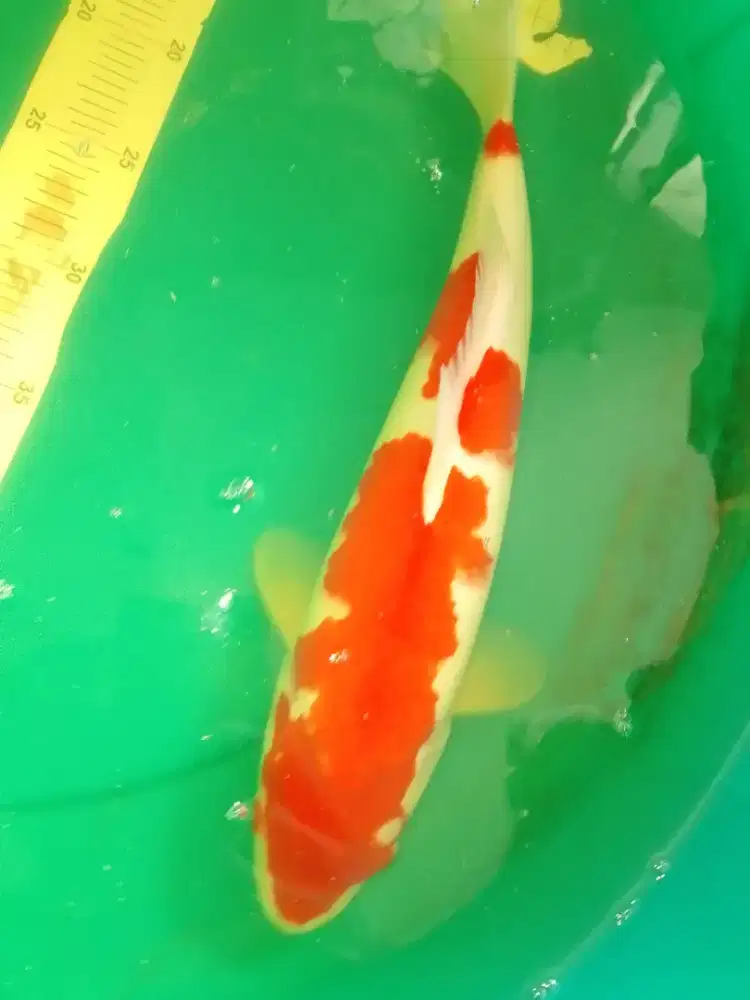 Ikan koi jenis Kohaku 37cm pola bagus
