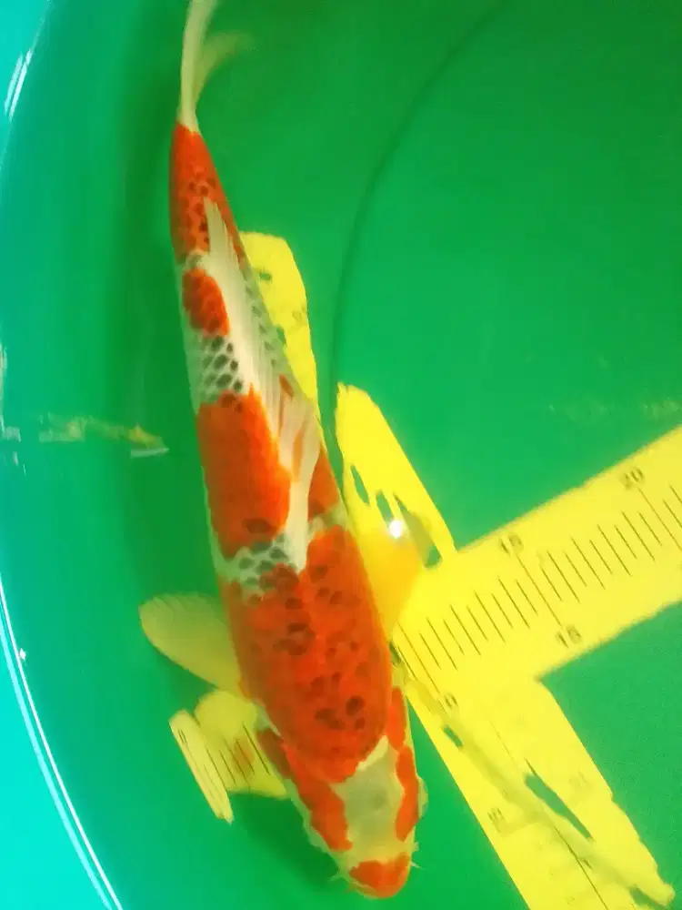 Ikan koi jenis Goshiki ukuran 37cm