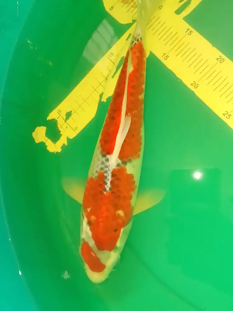 Ikan koi jenis Goshiki 37cm