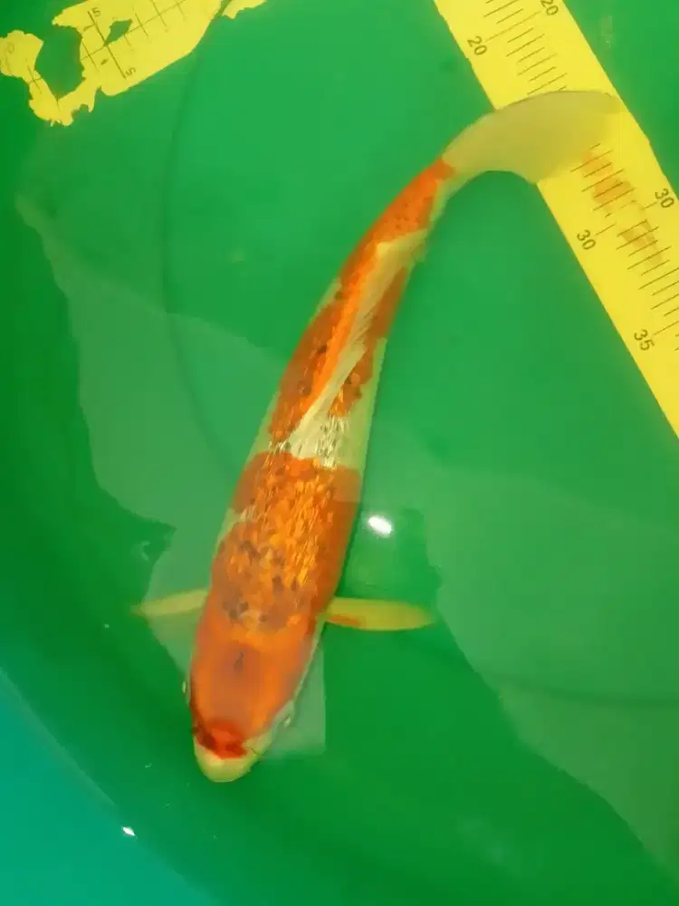 Ikan koi jenis Goshiki Ginrin 32cm antik