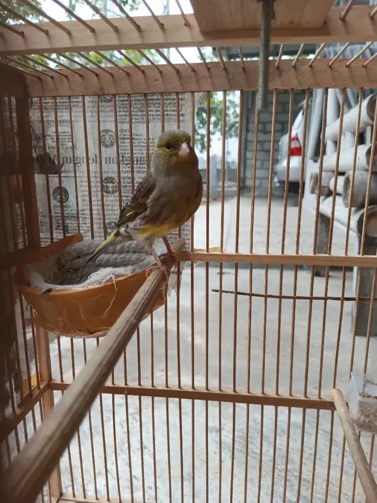 Burung Kenari Babon