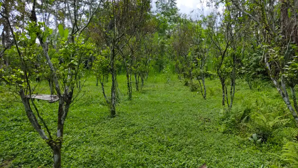 Di jual tanah murah view lembah