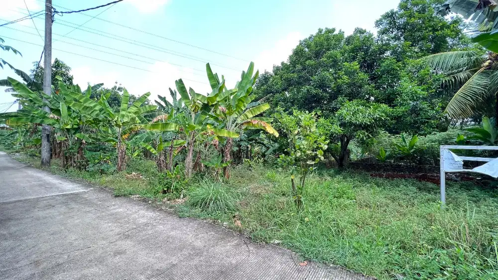 Di Jual Tanah Kebun Luas & Tenang