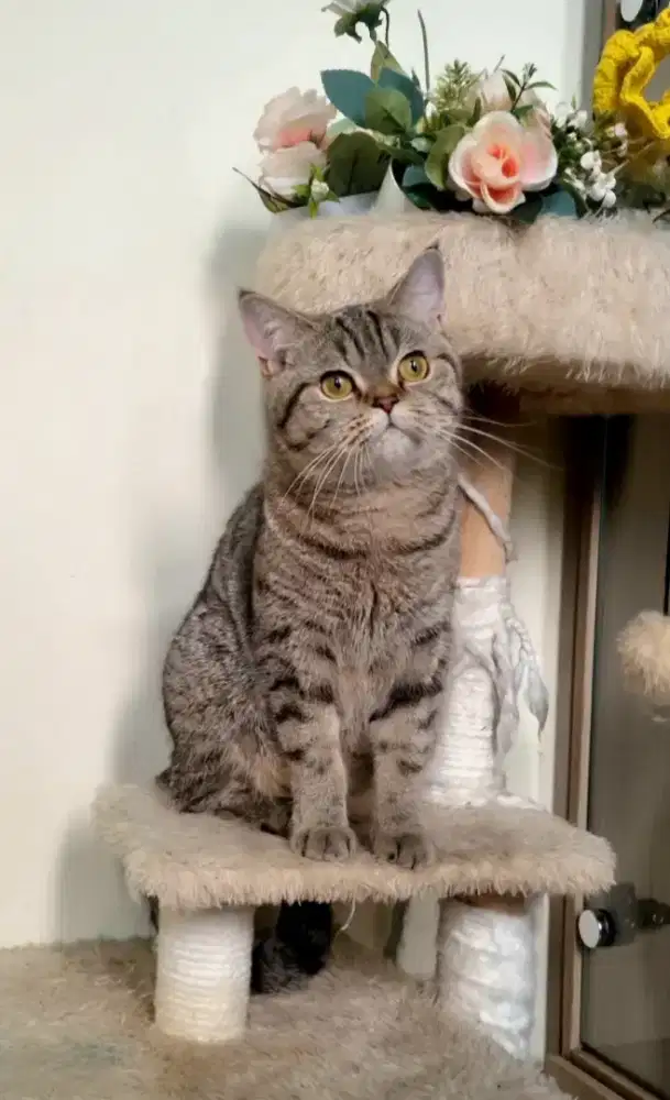 BSH SCOTTISH FOLD good quality