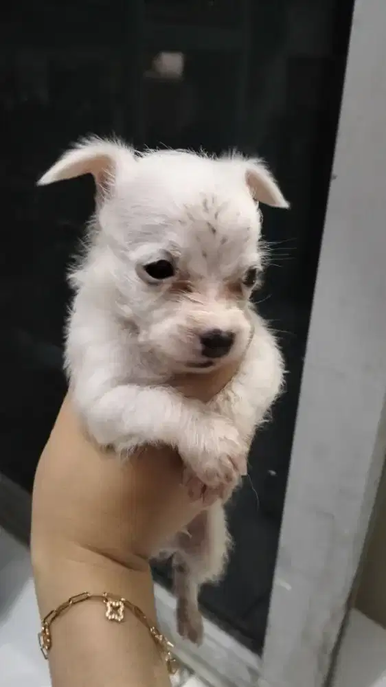Anjing ras mini
