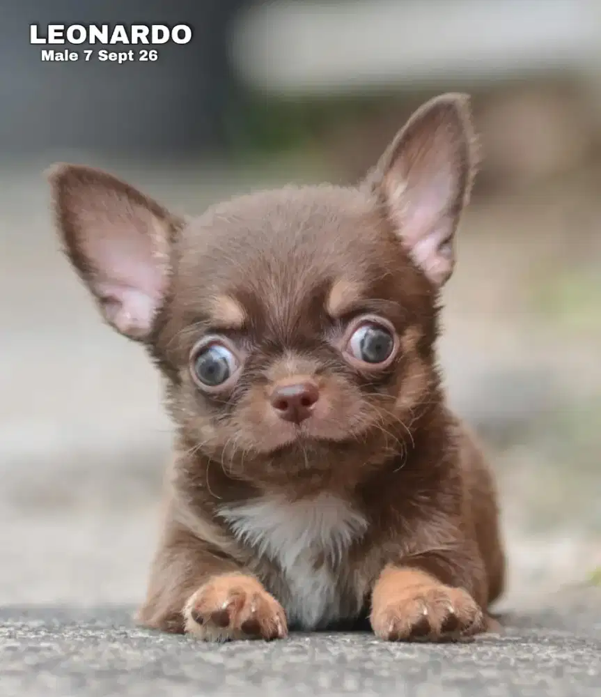 Chihuahua coklat jantan •LEONARDO•