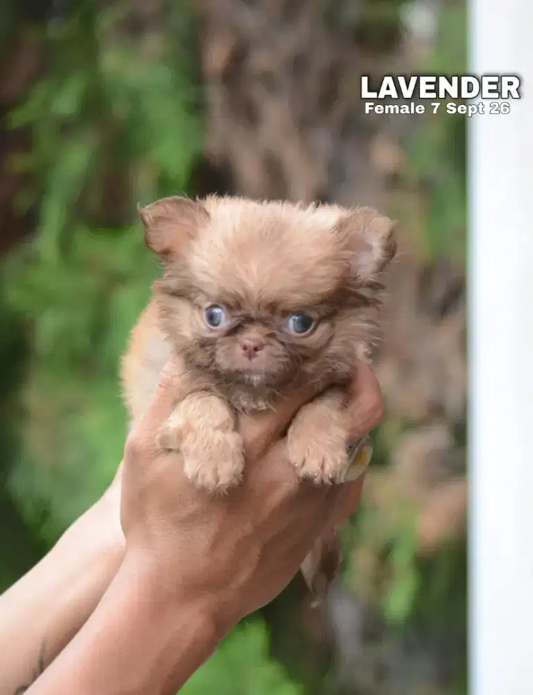 Chihuahua coklat betina •LAVENDER•