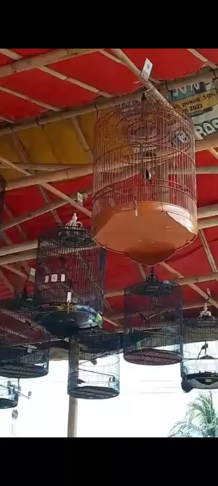 Murai Batu Gacor sudah Prestasi