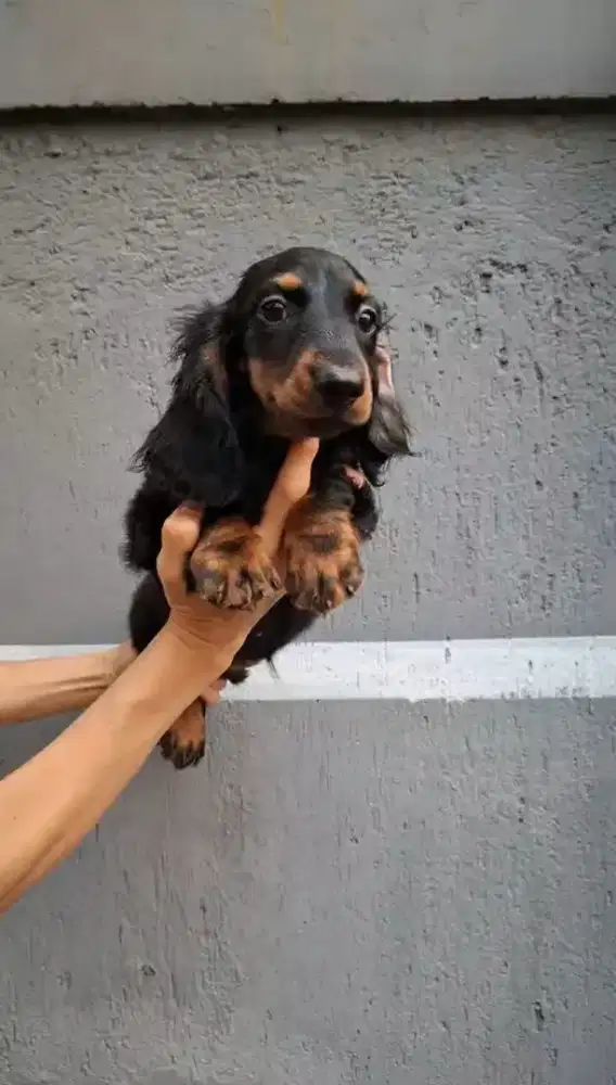 Dachshund/tekel longhair betina