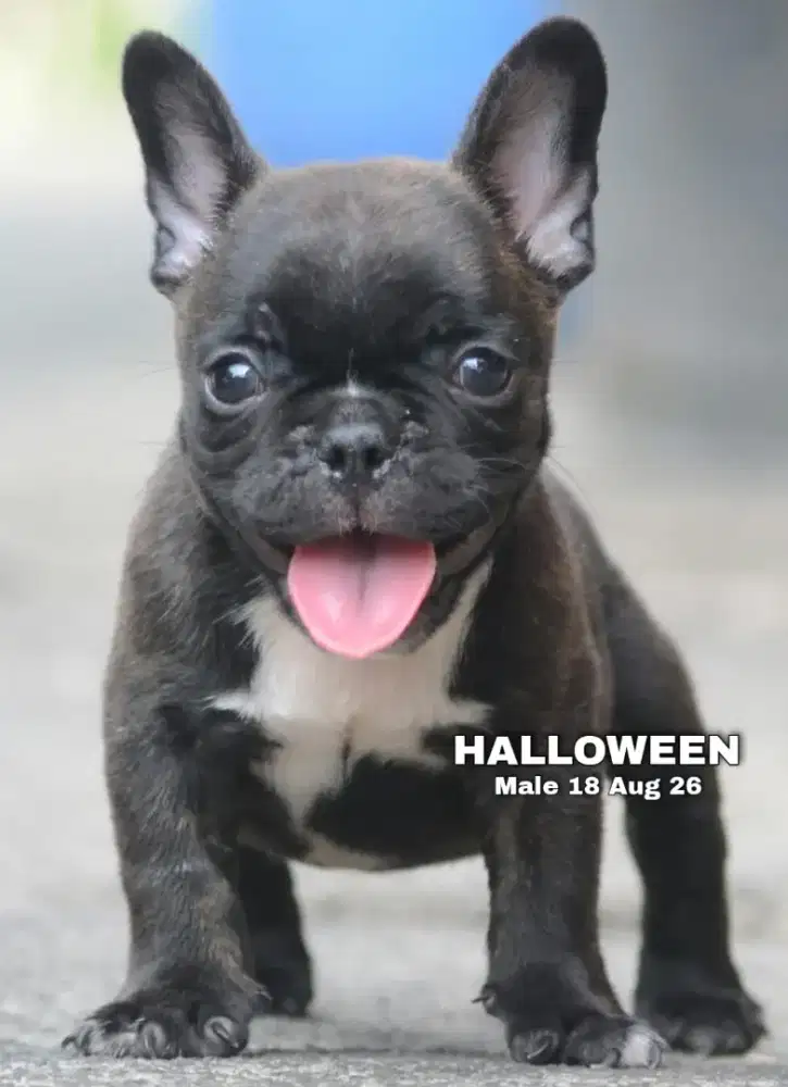 French bulldog jantan •HALLOWEEN•