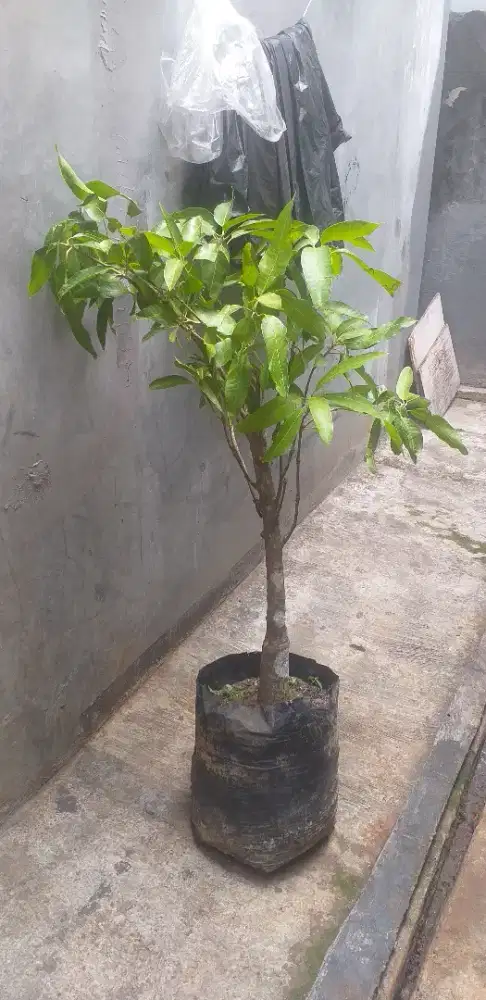 Pohon Mangga harum Manis gajah