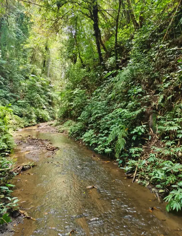 Langka jarang ada di jual tanah Los sungai