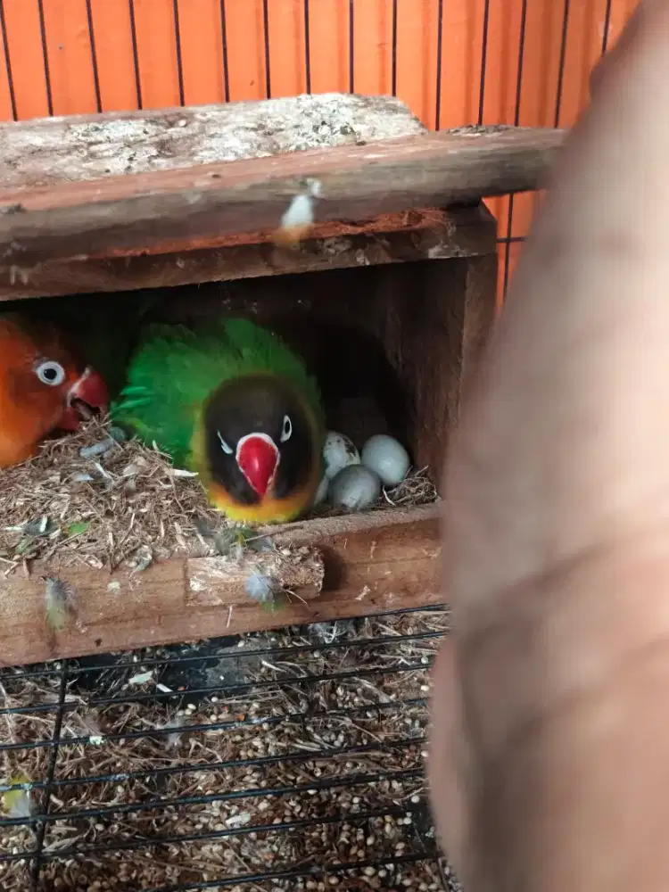 Lovebird sepasang lg bertelur 4 pcs burja