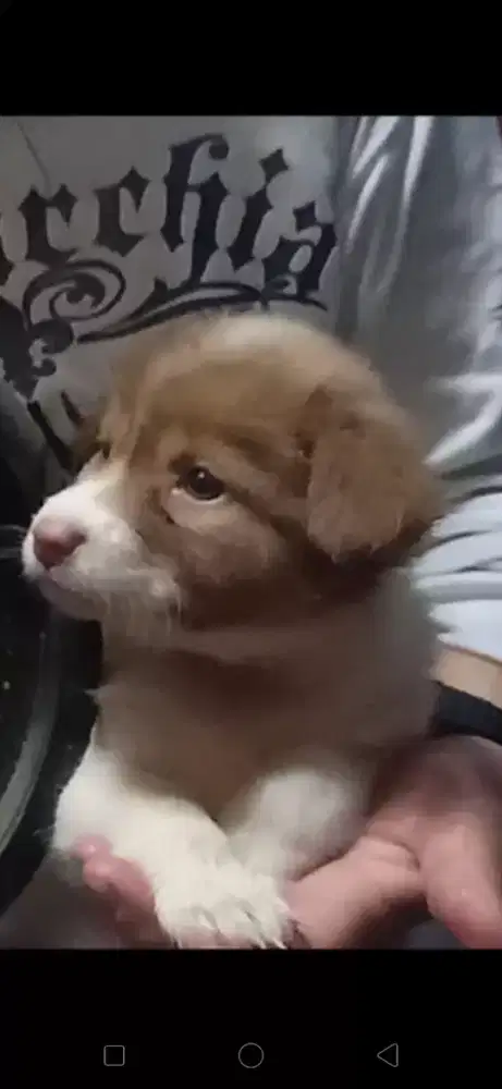 Anak anjing lucu usia 2 bulan