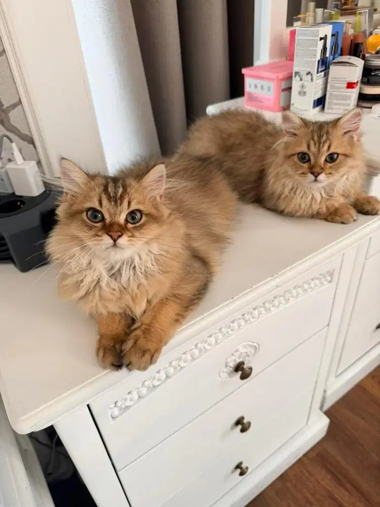 Kitten BSH British longhair british shorthair playful mahar ga pedesss