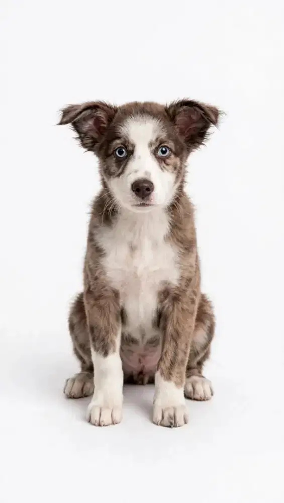 Anak Anjing Super Lucu
