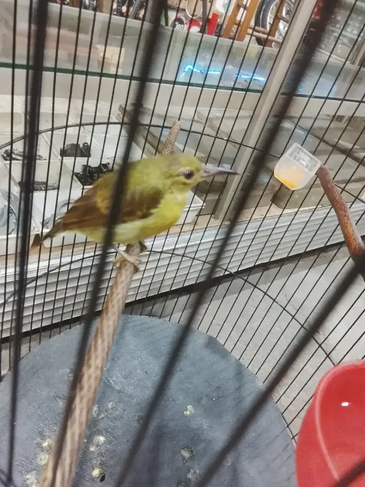 Burung Kolibri kelapa betina